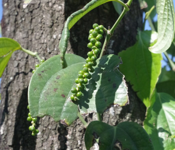 Liane de poivre (Piper nigrum) dont les baies ne sont récoltées qu’après 3 à 4 ans de culture chez nos producteurs de Madagascar Liane de poivre (Piper nigrum) dont les baies ne sont récoltées qu’après 3 à 4 ans de culture chez nos producteurs de Madagascar