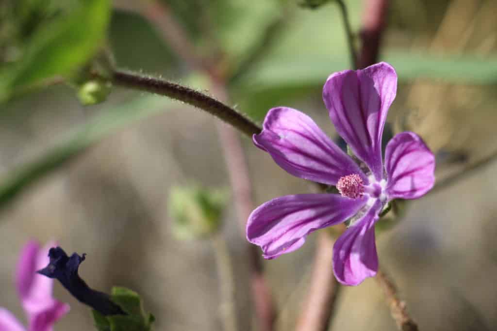 Fleur de mauve Photo C Defèche avril 2023 La fleur de mauve (Malva sylvestris) a elle aussi 5 pétales clairement indépendants les uns des autres, 5 sépales alternés (qu’on devine à peine sur la photo). Les étamines sont soudées à la base, formant ainsi une “colonne“ au centre de laquelle se trouve le pistil (non visible ici). Photo C Defèche avril 2023