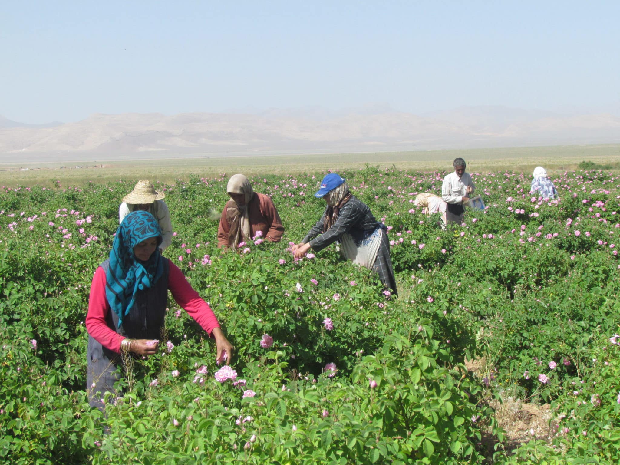 Les rosiers de Damas sont de petits arbustes. Récolte chez nos producteurs en Iran. Les rosiers de Damas sont de petits arbustes. Récolte chez nos producteurs en Iran.
