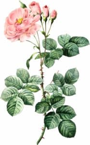 Rosa de Damas Rose de Damas (Rosa Damascena)