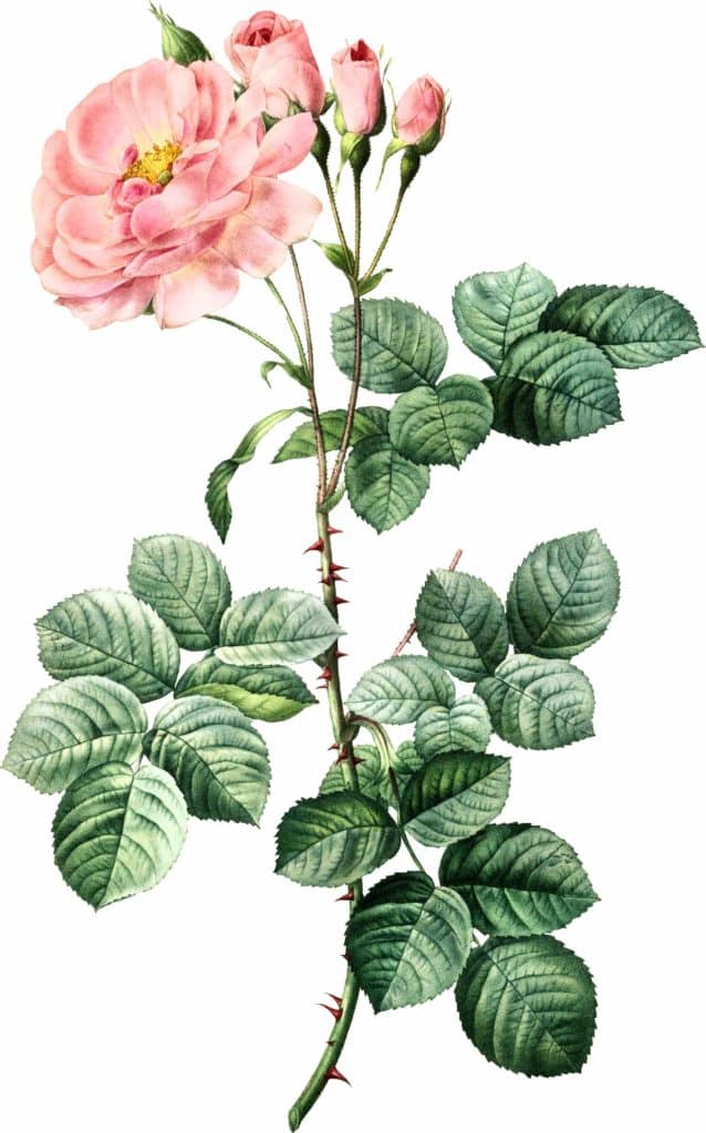 Rosa de Damas Rose de Damas (Rosa Damascena)