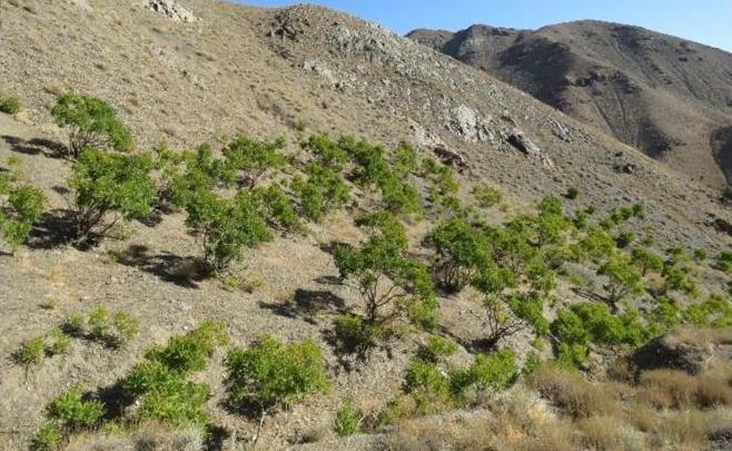 Le Sumac est issu de la graine des arbustes Rhus coriaria, ici chez nos producteurs en Iran. Le Sumac est issu de la graine des arbustes Rhus coriaria, ici chez nos producteurs en Iran.