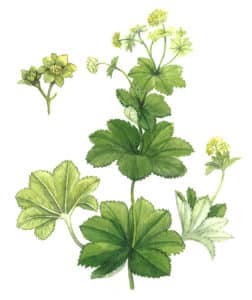 alchémille feuille à l'aquarelle Arcadie La feuille d’alchémille (Alchemilla xanthochlora) est l’emblème d’Arcadie. Elle est simple, “orbiculaire“ (circulaire) et “lobée“ (lobes moins marqués que sur la feuille de vigne !)