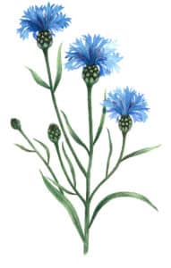 Bleuet à l'aquarelle Arcadie bleuet à l'aquarelle Arcadie