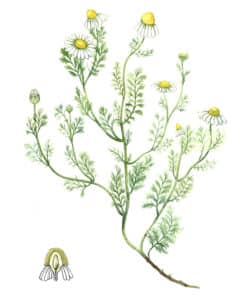 camomille matricaire fleur à l'aquarelle Arcadie Herbier camomille romaine et matricaire