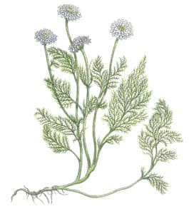camomille romaine fleur à l'aquarelle Arcadie Herbier camomille romaine et matricaire