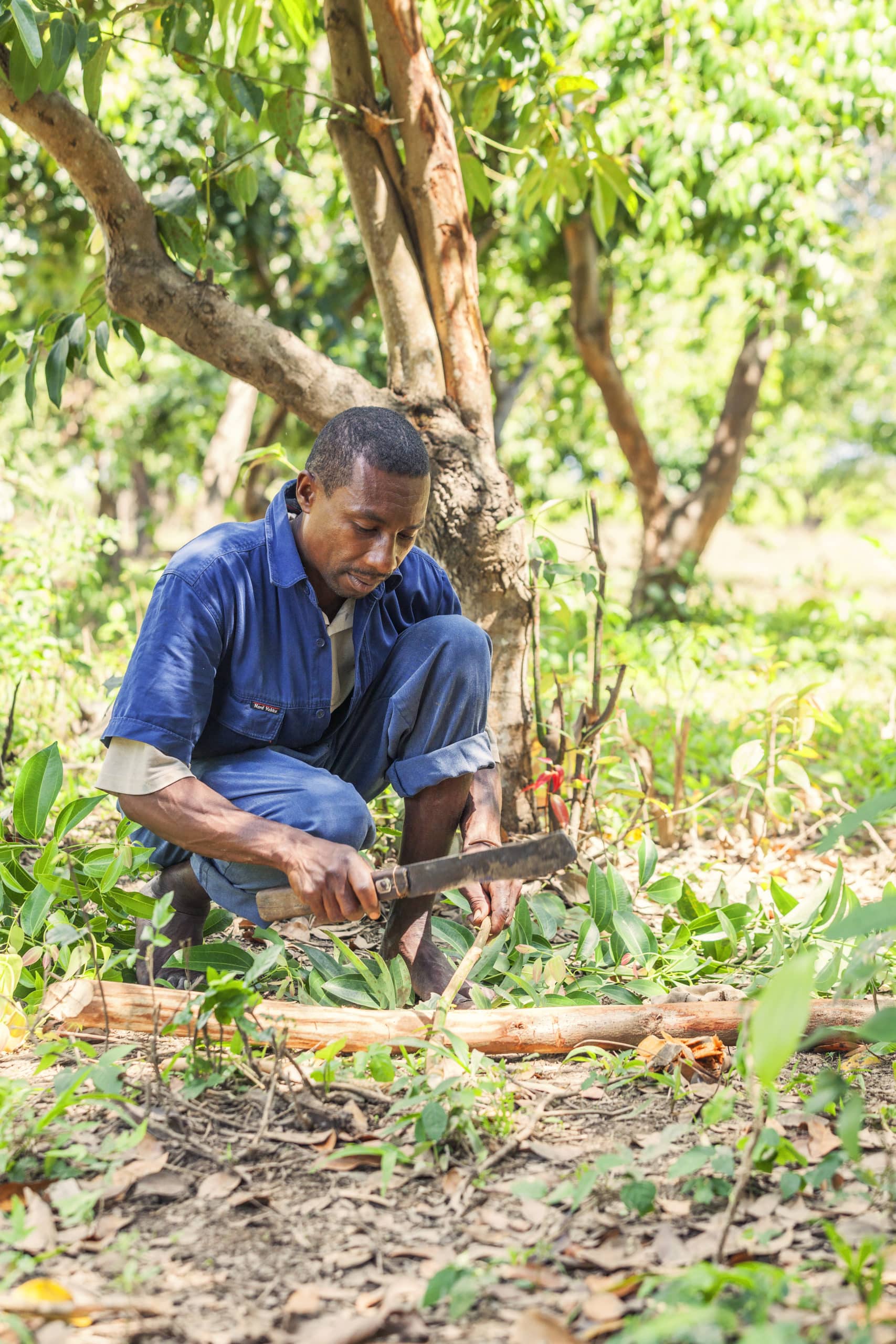 Récolte de cannelle à Madagascar. La cannelle peut être récoltée lorsque le cannelier a 3 ans… mais en prélevant seulement une branche sur 3 pour être sûr de garantir des récoltes les années suivantes, dans la durée Récolte de cannelle à Madagascar. La cannelle peut être récoltée lorsque le cannelier a 3 ans… mais en prélevant seulement une branche sur 3 pour être sûr de garantir des récoltes les années suivantes, dans la durée