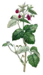 framboisier feuille à l'aquarelle Arcadie La feuille de framboisier (Rubus idaeus) est composée généralement de 3 folioles.