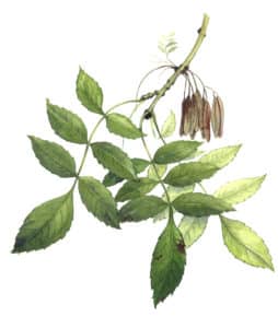 frêne feuille à l'aquarelle Arcadie La feuille de frêne (Fraxinus excelsior) est composée de 7 à 15 folioles, et elle est dite “pennée“ : les folioles sont réparties en 2 rangs de part et d'autre de la nervure primaire, organisées comme sur une plume. Pour aller encore plus loin, elle est même dite “imparipennée” : elle a une foliole terminale, et donc un nombre de folioles impair.