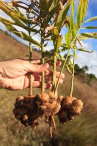 gingembre_mada Rhizomes de gingembre