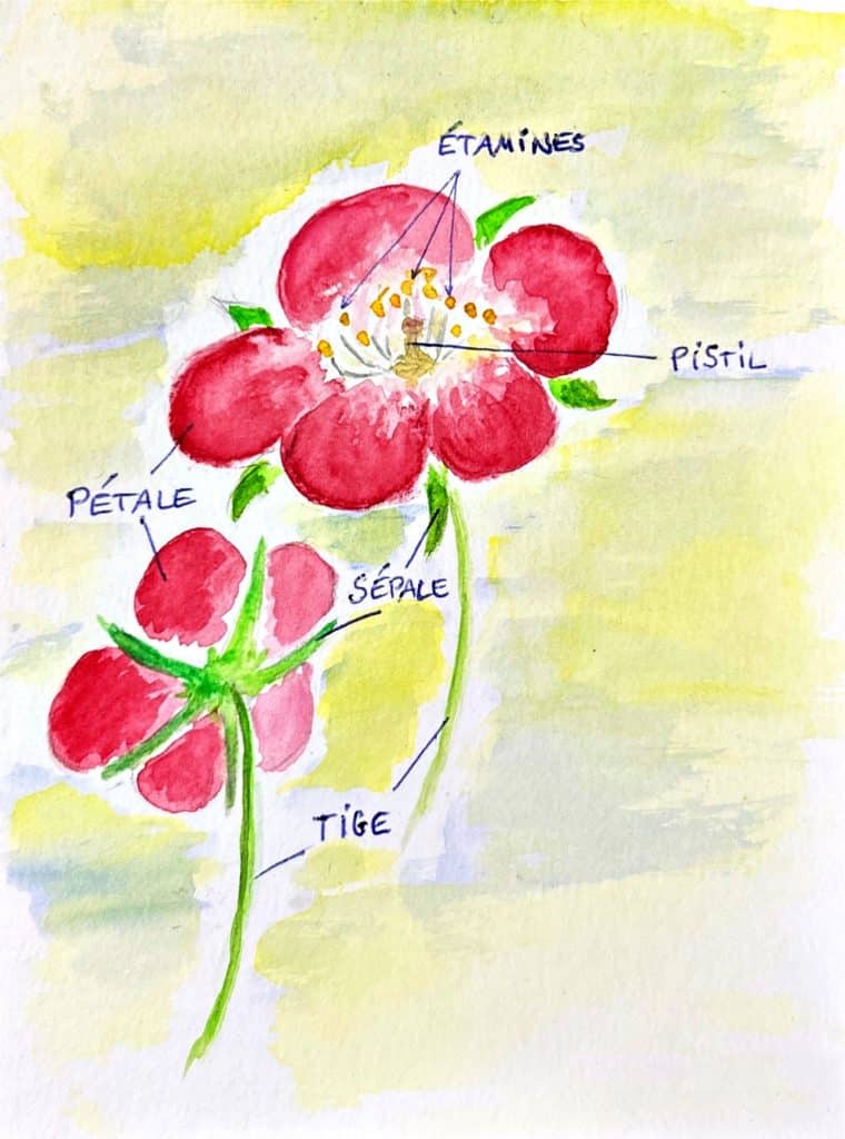 Dessin et aquarelle C. Defèche Modèle de fleur simple à 5 pétales, et les différents organes la constituant. Le calice (les sépales) sont plus visibles en regardant la fleur par “en-dessous”