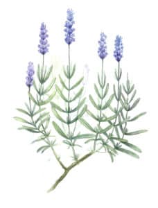 lavande fleur à l'aquarelle Arcadie Lavande (Lavandula angustifolia) : ses fleurs sont regroupées en une inflorescence dite en “épi“
