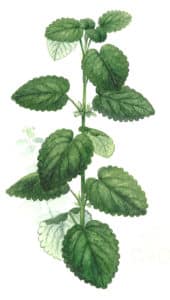 mélisse feuille à l'aquarelle Arcadie Les feuilles simples de mélisse (Melissa officinalis) » sont dentées