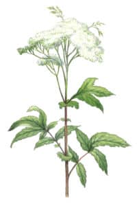 reine des prés fleur à l'aquarelle Arcadie