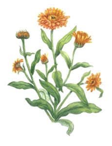 Souci fleur à l'aquarelle souci fleur à l'aquarelle