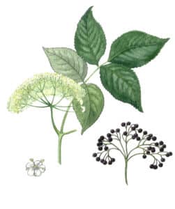 sureau à l'aquarelle Arcadie Sureau (Sambucus nigra) : ses fleurs sont regroupées en inflorescence de type “ombelle“ (en forme de parapluie), partant d’un même point sur la tige.