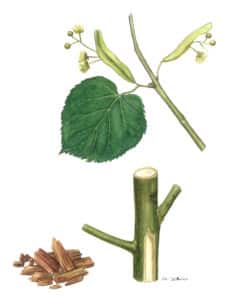 tilleul aubier à l'aqarelle Arcadie La feuille de tilleul (Tilia cordata) est dite “cordiforme“ (en forme de cœur), comme son nom d’espèce l’indique (T. cordata).
