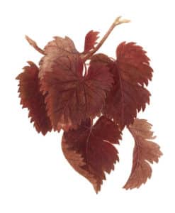 vigne rouge feuille à l'aquarelle Arcadie La feuille de vigne (Vitis vinifera) est dite “lobée“