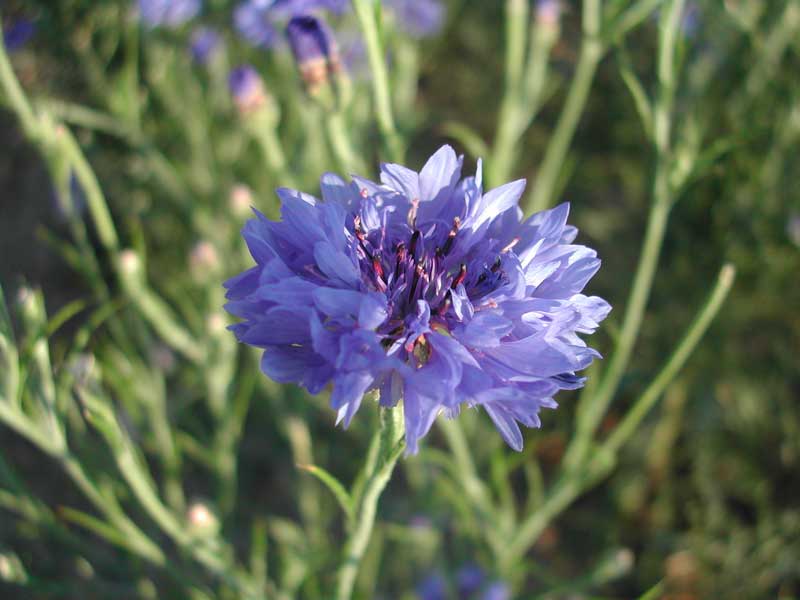 Bleuet-800x600