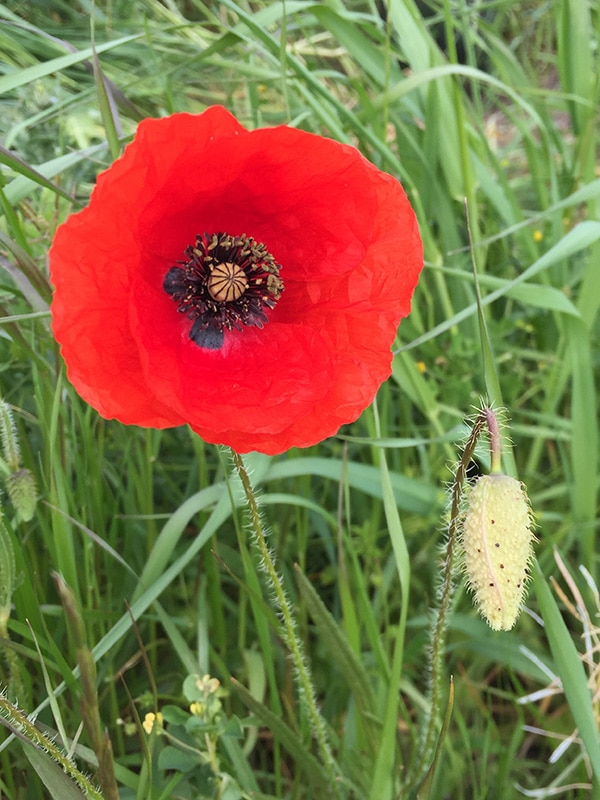 IMG_3282_800px Coquelicot fleur printemps plante médicinale