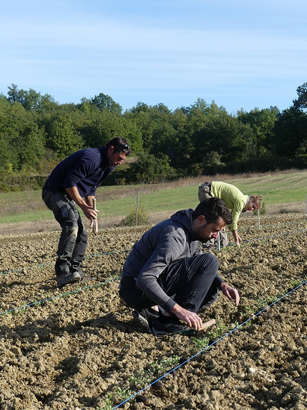 Plantation sarriette terres Arcadie P1020058 800px Plantation de sarriette par les salarié-e-s d'Arcadie en 2022