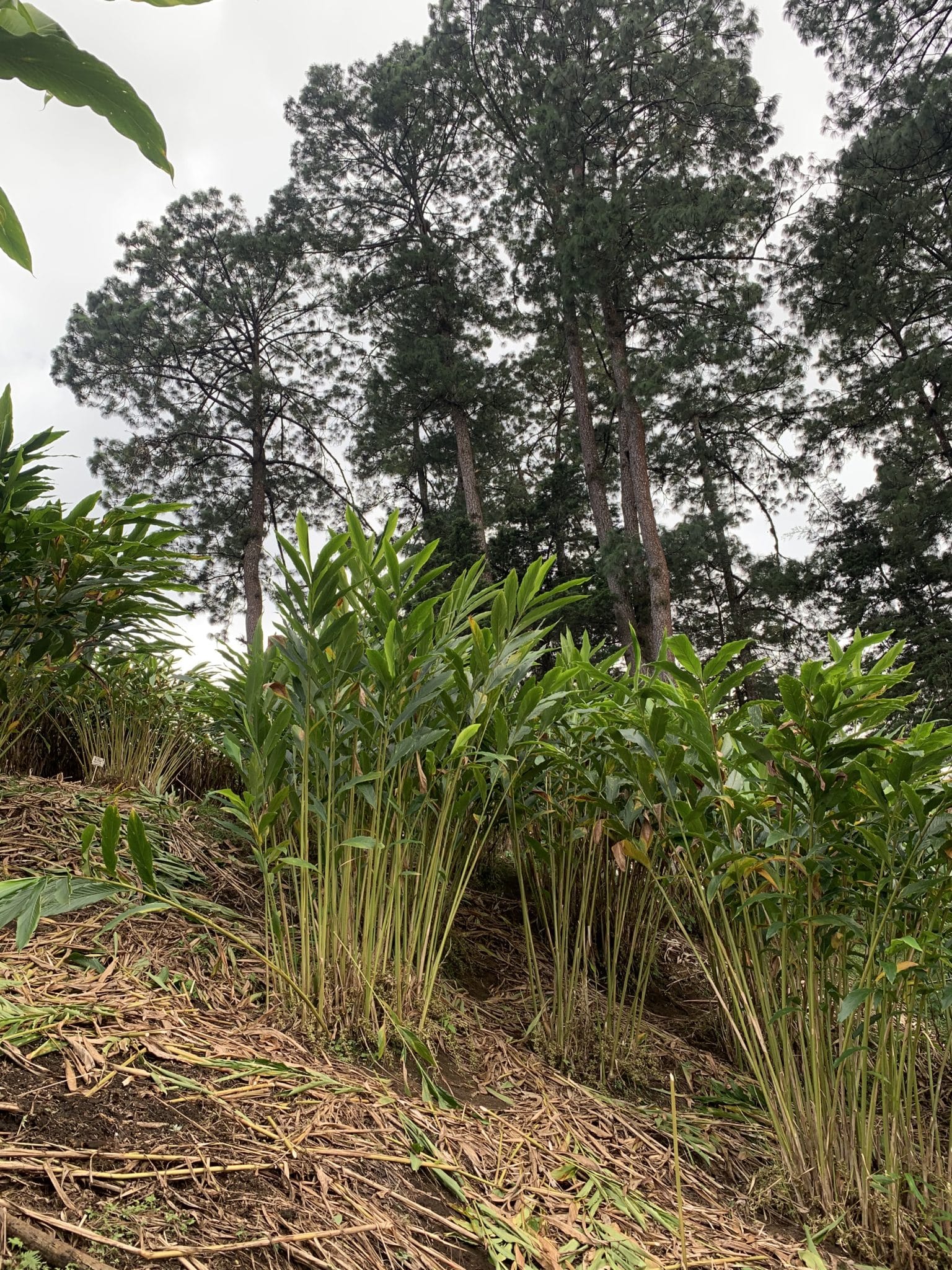 buisson cardamome buisson cardamome