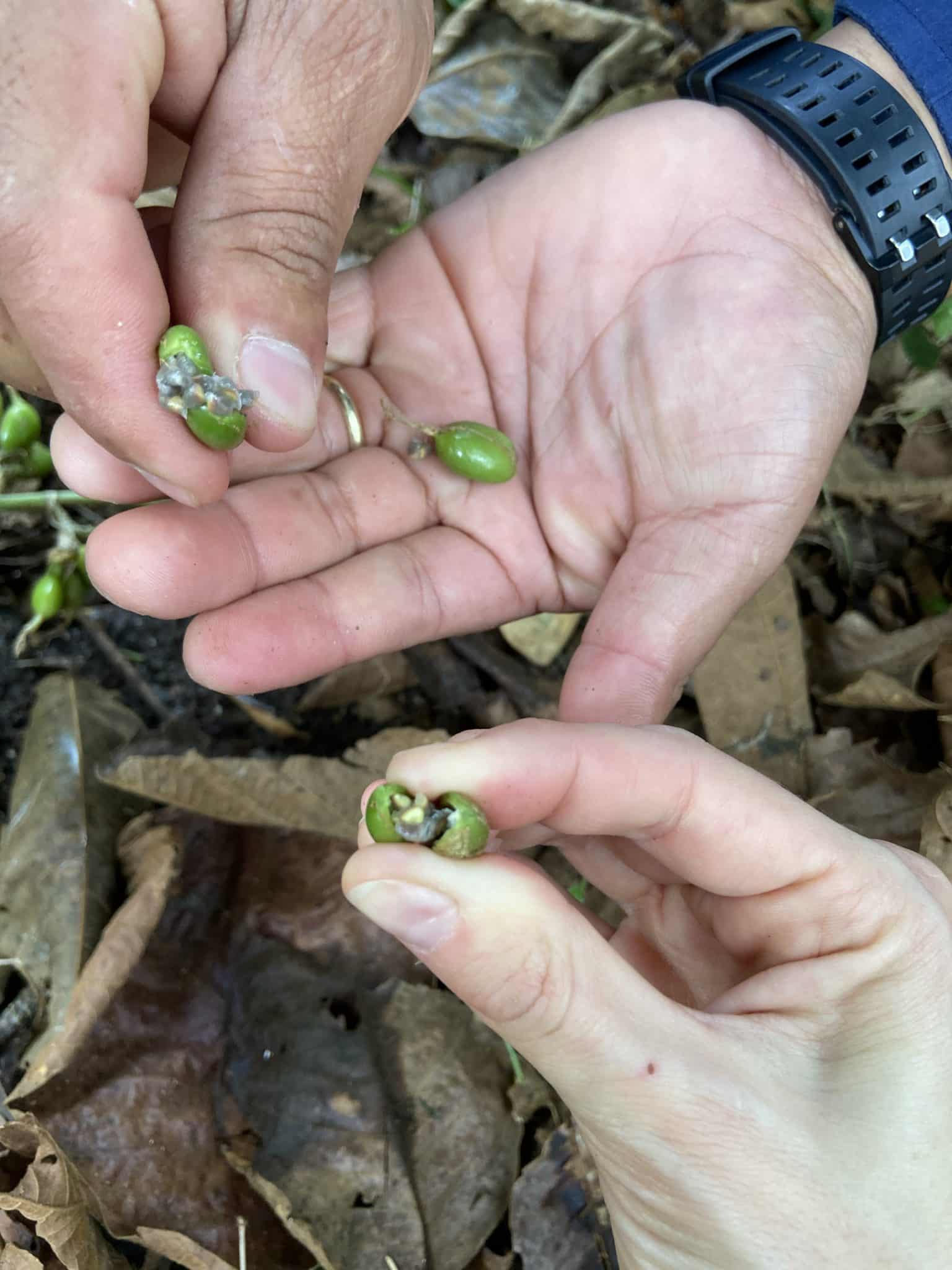 Capsule de cardamome verte ouverte Capsule de cardamome verte ouverte
