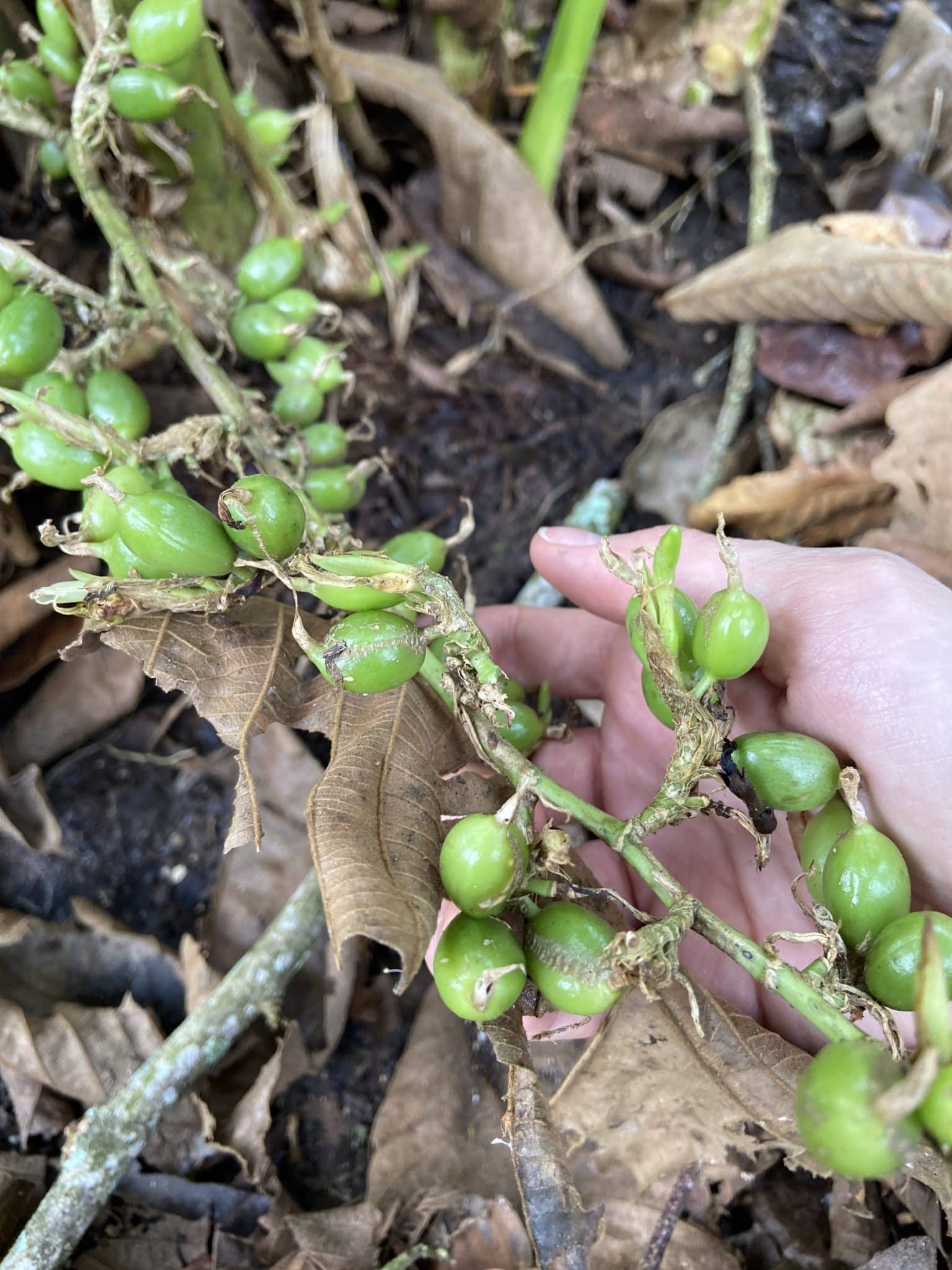 fruits de cardamome fruits de cardamome