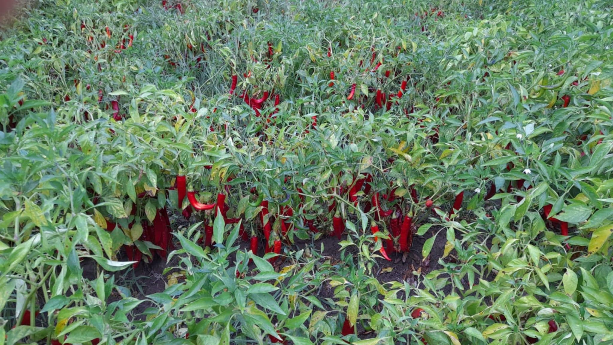 champ de piment