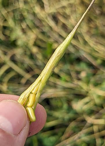 Gousse fenugrec maturation PXL_20230628_075429020.MP_500px_43ko