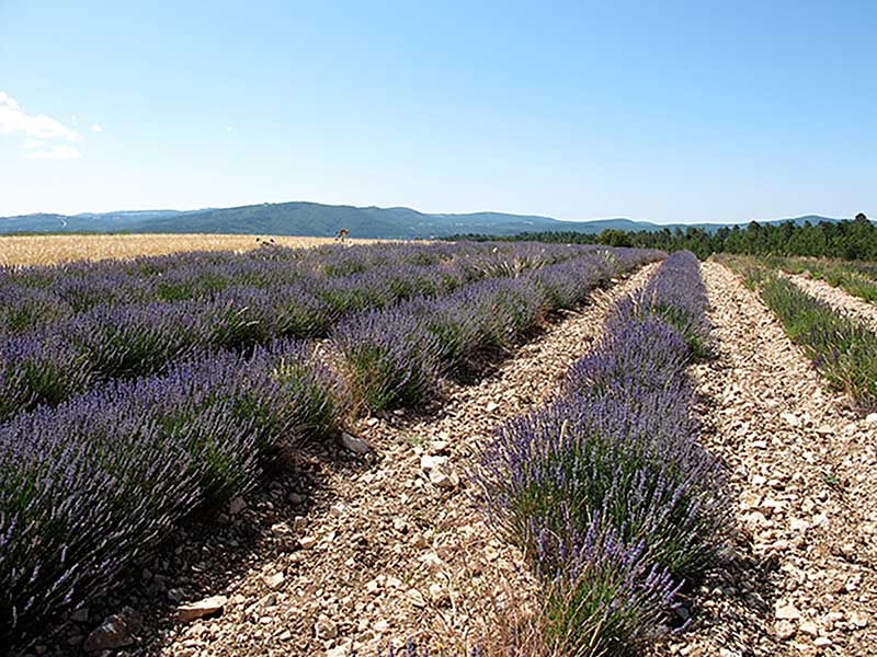 Filiere-lavande-IMG_6329.JPG_compressed