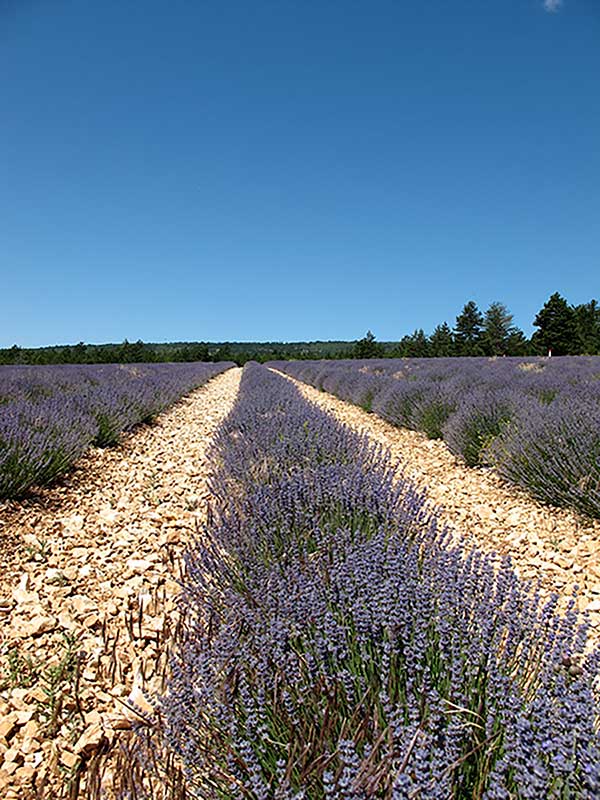 Filiere-lavande-IMG_6334.JPG_compressed