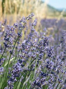 Filiere-lavande-IMG_6356.JPG_compressed