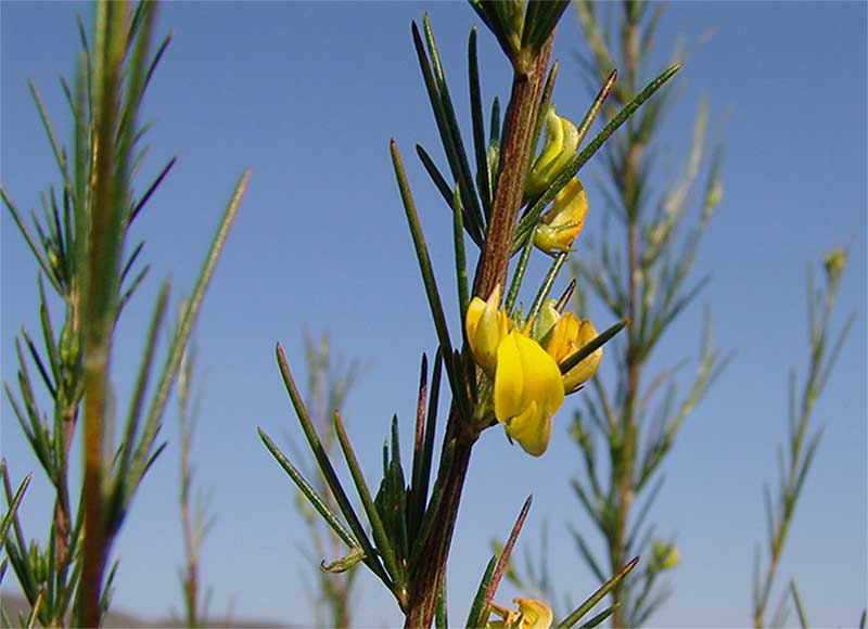 Filiere rooibos image plante rooibos grros plan
