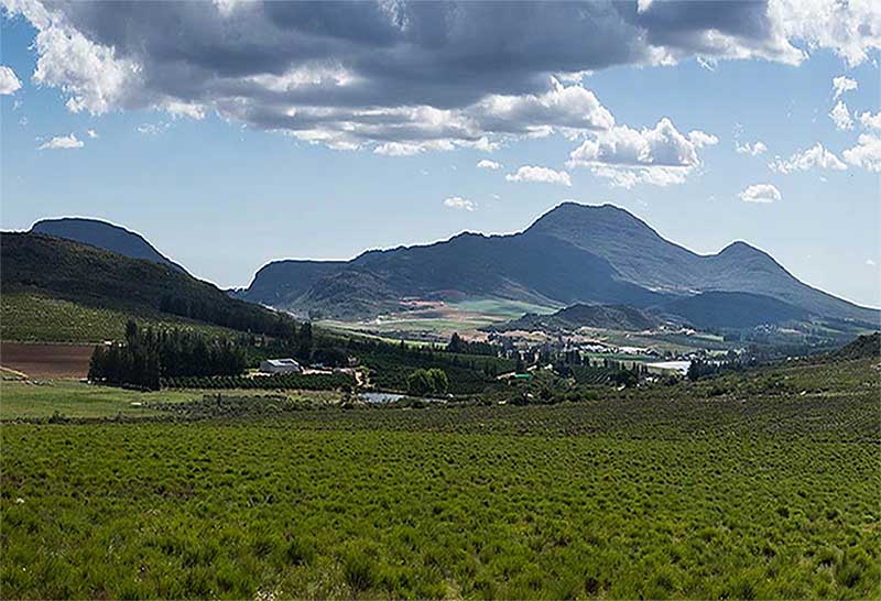 Filiere rooibosCapture-d’écran-2025-07-17-à-15.48.03