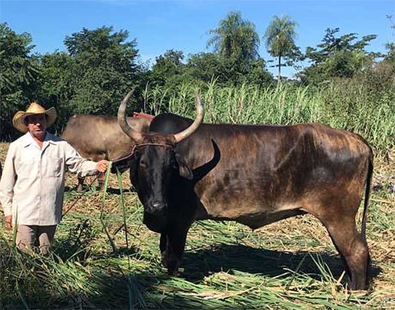 Filiere sucre pronatec culture animal