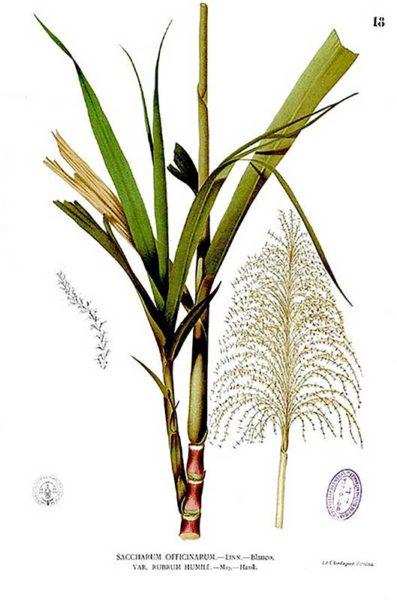 Filiere sucre pronatec planche botanique canne a sucre Filiere sucre pronatec planche botanique canne a sucre