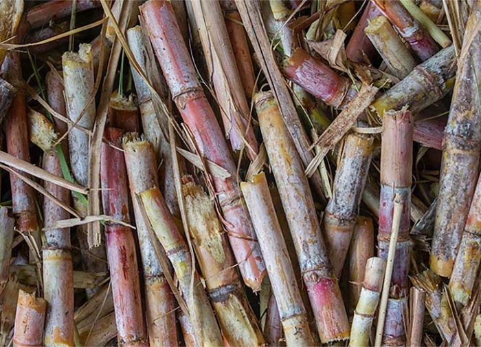Filiere sucre pronatec troncons canne a sucre Filiere sucre pronatec troncons canne a sucre