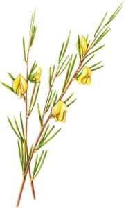 filiere rooibos aquarelle-rooibos